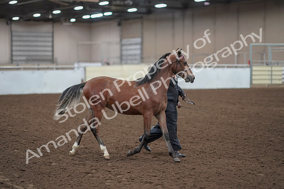 2019 Morgan Horse Show - Aug 31, 2019 - 00223