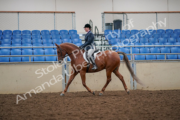 2019 Morgan Horse Show - Aug 30, 2019 - 22311