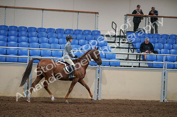 2020 - AB Morgan Horse - Fri, Sept 04 - 03189