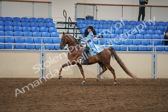 2020 - AB Morgan Horse - Sat, Sept 05 - 03317