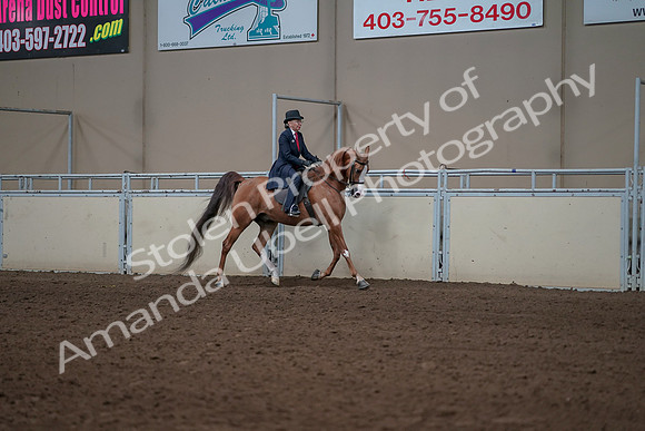 2019 Morgan Horse Show - Sept 01, 2019 - 11997