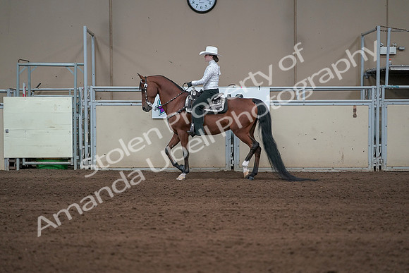 2019 Morgan Horse Show - Sept 01, 2019 - 06958
