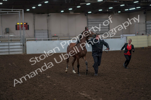 2019 Morgan Horse Show - Aug 31, 2019 - 00211