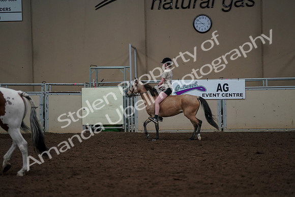 2019 Morgan Horse Show - Aug 30, 2019 - 31174