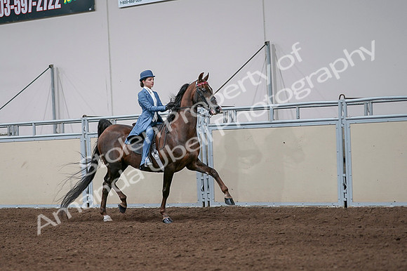 2020 - AB Morgan Horse - Fri, Sept 04 - 05117