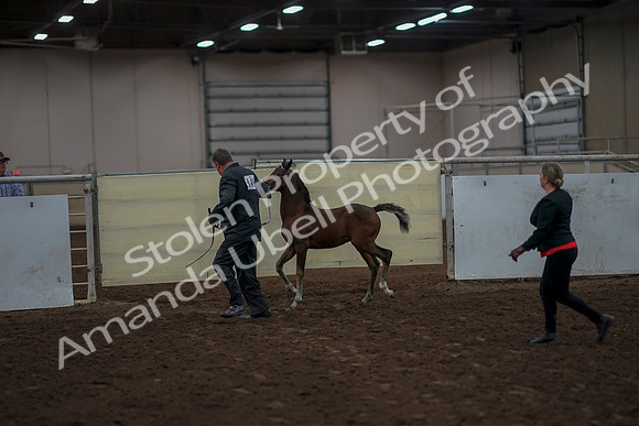 2019 Morgan Horse Show - Aug 31, 2019 - 00407