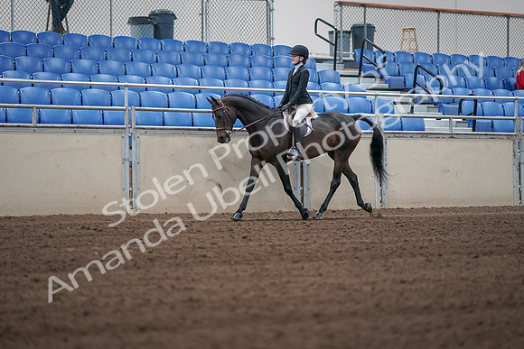 2019 Morgan Horse Show - Sept 01, 2019 - 03703