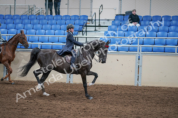 2020 - AB Morgan Horse - Fri, Sept 04 - 03162