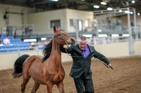 2020 - AB Morgan Horse - Fri, Sept 04 - 07587
