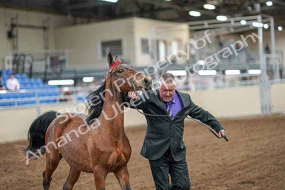 2020 - AB Morgan Horse - Fri, Sept 04 - 07587