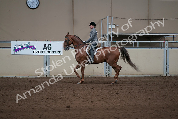 2019 Morgan Horse Show - Sept 01, 2019 - 12205