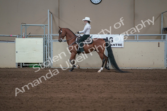 2019 Morgan Horse Show - Sept 01, 2019 - 06963