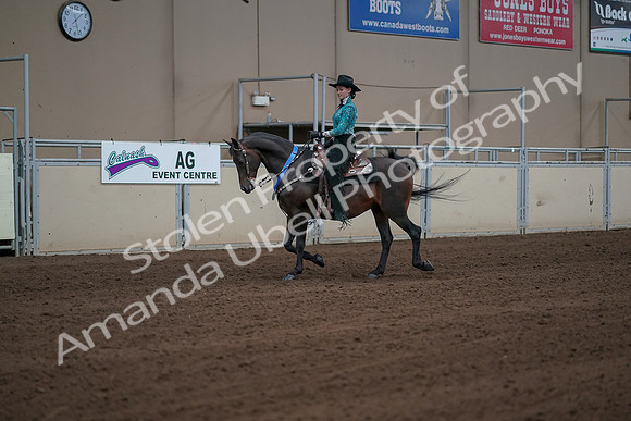 2019 Morgan Horse Show - Sept 01, 2019 - 07290