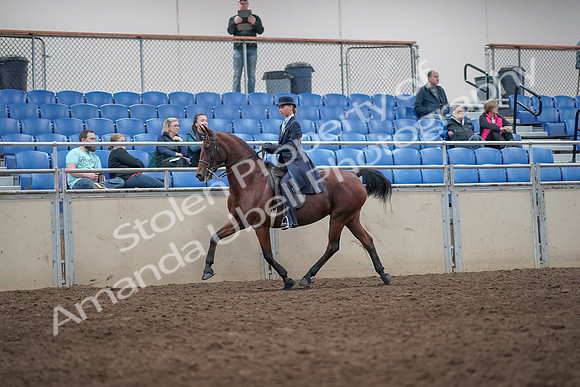2019 Morgan Horse Show - Aug 31, 2019 - 08587