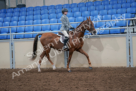 2020 - AB Morgan Horse - Fri, Sept 04 - 03106