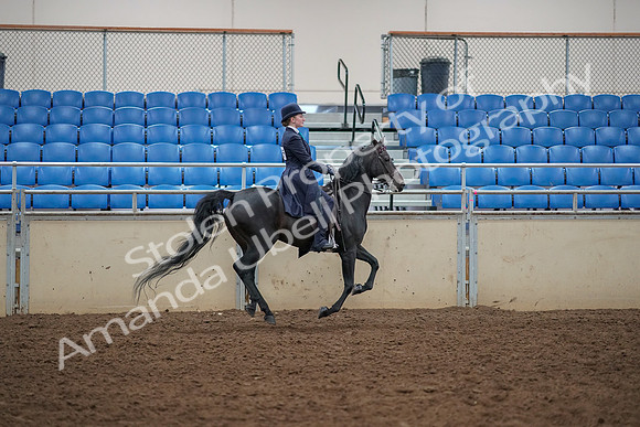 2019 Morgan Horse Show - Aug 30, 2019 - 12497
