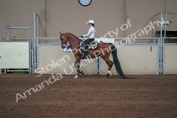 2019 Morgan Horse Show - Sept 01, 2019 - 06957