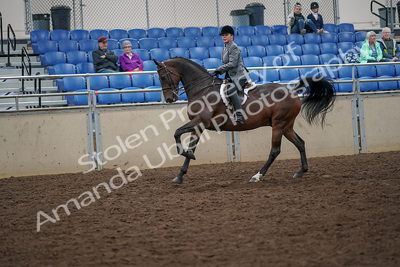 2019 Morgan Horse Show - Aug 30, 2019 - 20498