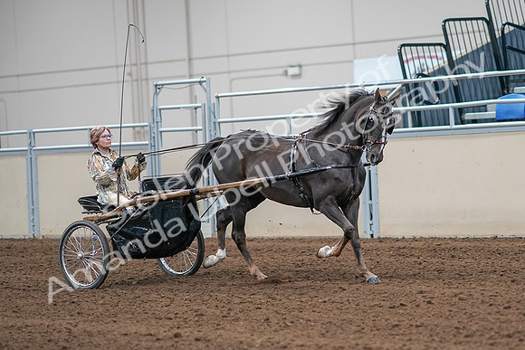 2020 - AB Morgan Horse - Sat, Sept 05 - 05934