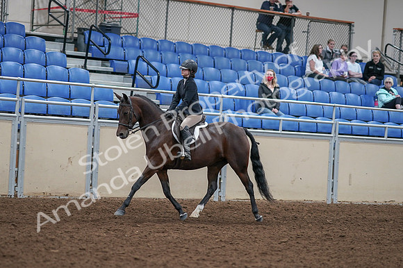 2020 - AB Morgan Horse - Fri, Sept 04 - 05895