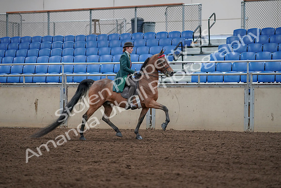 2019 Morgan Horse Show - Sept 01, 2019 - 13287