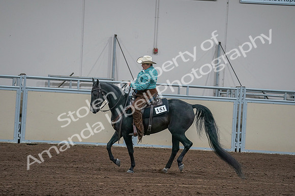 2020 - AB Morgan Horse - Fri, Sept 04 - 00625