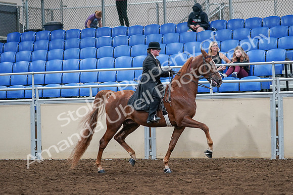 2020 - AB Morgan Horse - Sat, Sept 05 - 08260