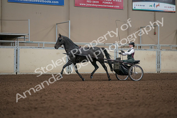 2019 Morgan Horse Show - Aug 31, 2019 - 04690
