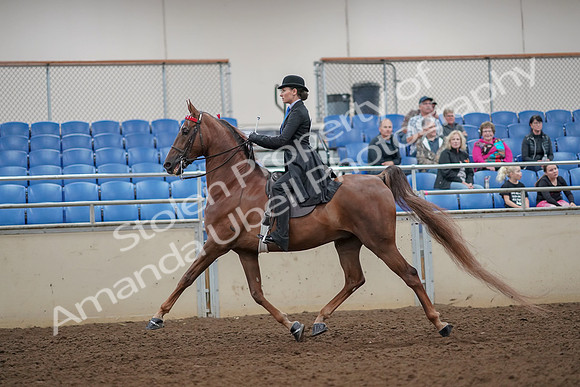 2019 Morgan Horse Show - Aug 30, 2019 - 25057