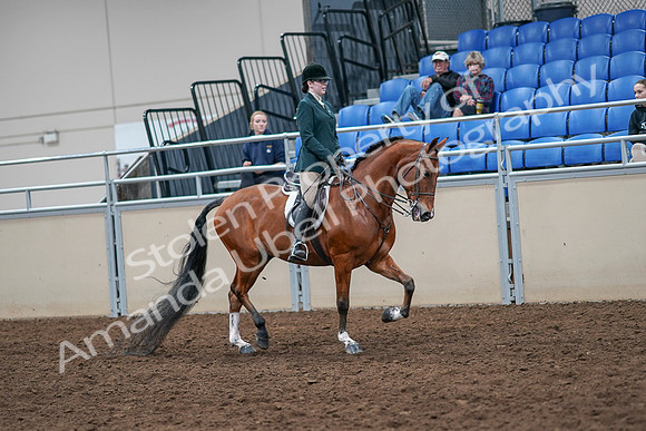 2020 - AB Morgan Horse - Sat, Sept 05 - 05096
