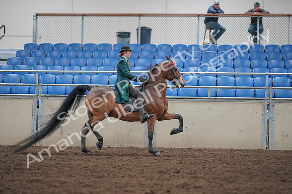 2019 Morgan Horse Show - Sept 01, 2019 - 13363