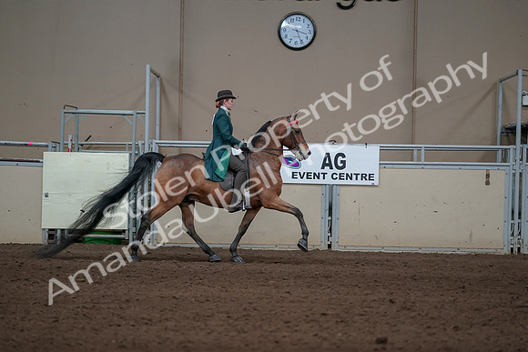 2019 Morgan Horse Show - Sept 01, 2019 - 13335