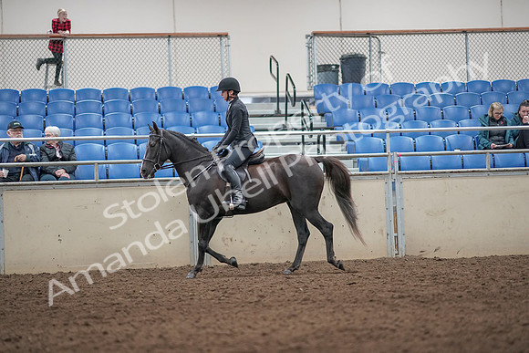 2019 Morgan Horse Show - Aug 31, 2019 - 07185