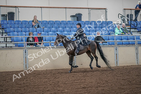 2019 Morgan Horse Show - Aug 30, 2019 - 15612