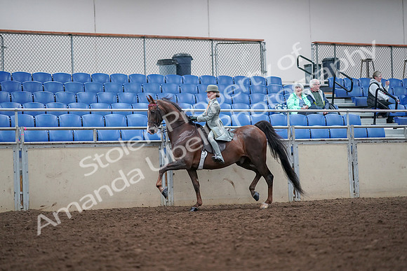 2019 Morgan Horse Show - Aug 30, 2019 - 17855