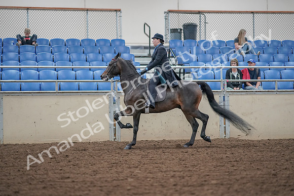 2019 Morgan Horse Show - Aug 30, 2019 - 15551