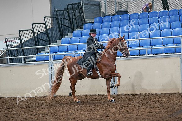 2020 - AB Morgan Horse - Sat, Sept 05 - 08256