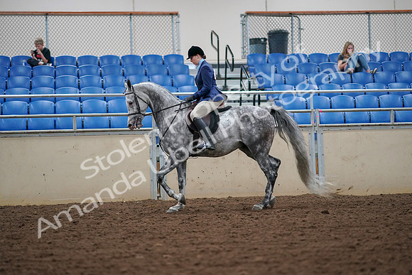 2019 Morgan Horse Show - Aug 30, 2019 - 16209