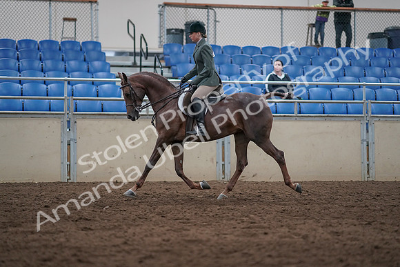 2019 Morgan Horse Show - Sept 01, 2019 - 08557