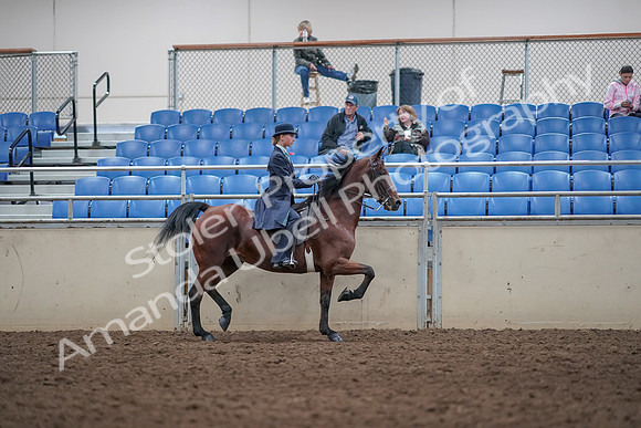 2019 Morgan Horse Show - Aug 31, 2019 - 08881