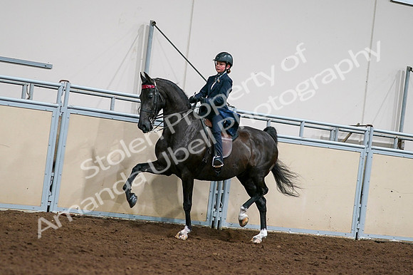2020 - AB Morgan Horse - Fri, Sept 04 - 03216