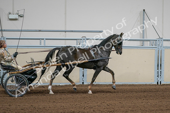 2020 - AB Morgan Horse - Sat, Sept 05 - 05911