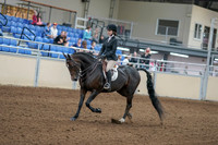 2020 - AB Morgan Horse - Fri, Sept 04 - 05803