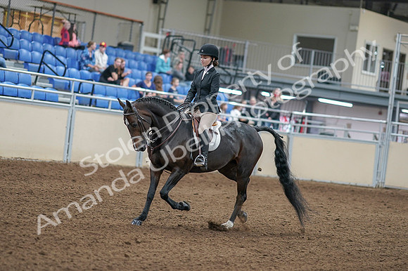 2020 - AB Morgan Horse - Fri, Sept 04 - 05803