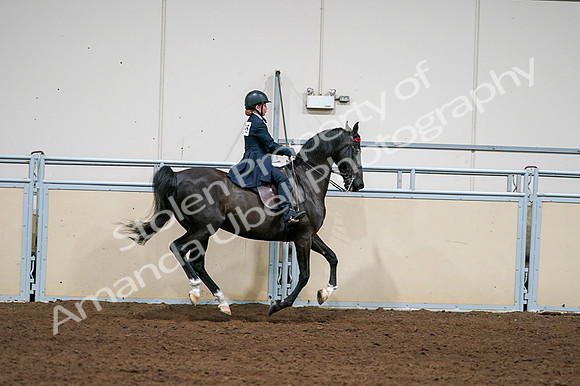 2020 - AB Morgan Horse - Fri, Sept 04 - 03153