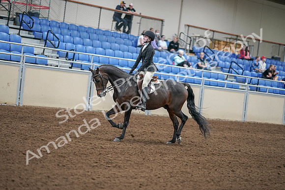 2020 - AB Morgan Horse - Fri, Sept 04 - 05833