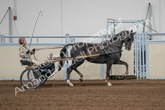 2020 - AB Morgan Horse - Sat, Sept 05 - 05893