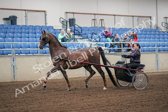 2019 Morgan Horse Show - Aug 30, 2019 - 13067