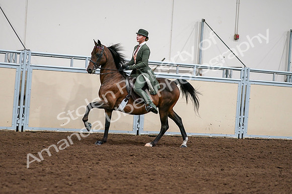 2020 - AB Morgan Horse - Fri, Sept 04 - 03338