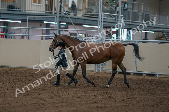 2020 - AB Morgan Horse - Fri, Sept 04 - 00751